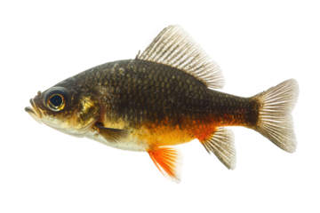 A small, darkcolored prussian carp isolated on transparent background, showcasing its distinctive orange fins and robust body shape, swimming gracefully