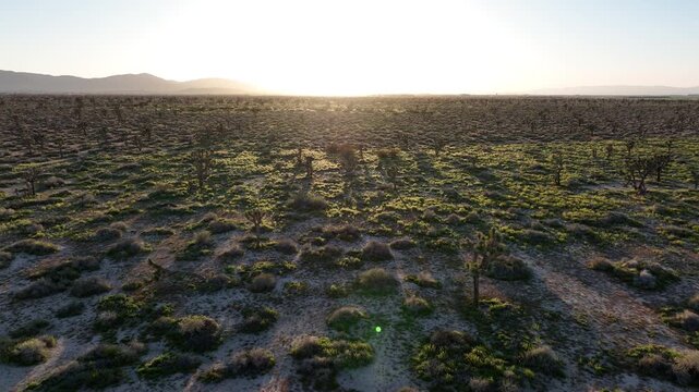 Sunset Mojave Desert Joshua Trees in Palmdale Aerial Shot Back California USA
