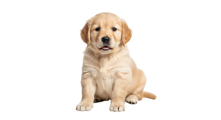Puppy golden retriever sitting on black background