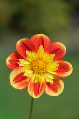A bright orange and yellow flower with a yellow center. The flower is in a green field. The flower is the main focus of the image