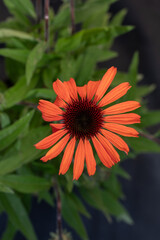 Echinacea flower – coneflower (Echinacea). A single coneflower flower in a vibrant orange color.