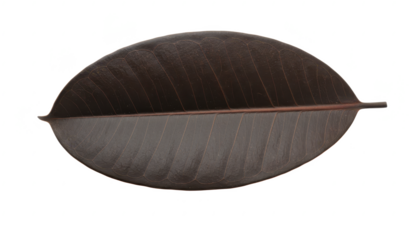 Burgundy Rubber Plant Leaf Isolated on White