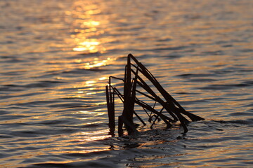 A wind-blown cattail against the backdrop of a sunset reflected in the river water