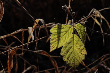 Green leaves with ice floes on a dark background