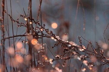 Reflection of an autumn sunset in ice floes on a dry field plant