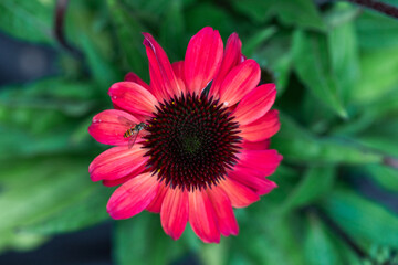 Echinacea purpurea. A single, vibrant purple coneflower flower.
