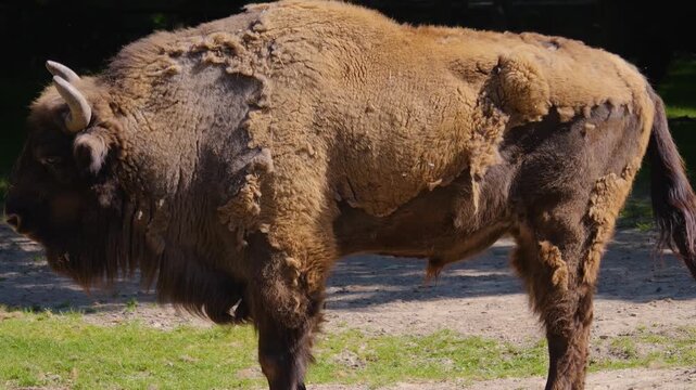 Close up view of a lazy bison resting on a meadow on a sunny spring day moving around his head