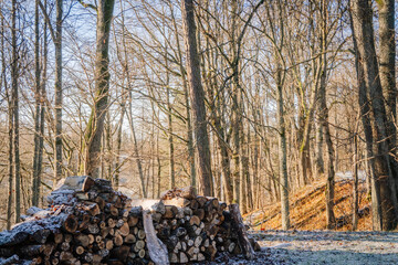 Stacked firewood in a serene forest setting, surrounded by tall trees and soft sunlight filtering...