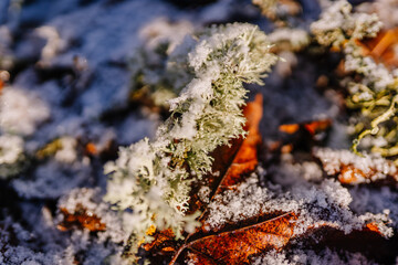 Close-up of green lichen growing on fallen leaves covered in frost, showcasing the beauty of nature in winter, with a soft focus on the surrounding environment