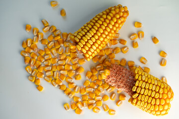 Broken corn cob isolated. Structure of the corn, yellow kernels attached to a fibrous core.
