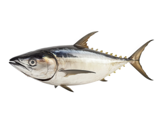 Tuna isolated on transparent background, showcasing its streamlined body, dark blue back, and silvery belly, highlighting its adaptation for speed and agility in the ocean