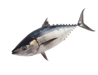 A stunning tuna fish isolated on transparent background, showcasing its sleek body, iridescent scales, and powerful fins, a true marvel of marine life and oceans bounty