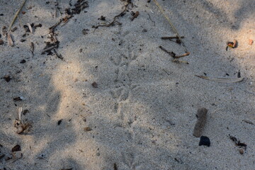 Traces of a bird on the sand of a beach in summer