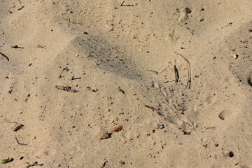 Traces of a bird on the sand of a beach in summer