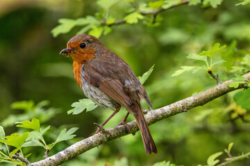 Adult European Robin (Erithacus rubecula) Garden & Woodland Dweller in Ireland