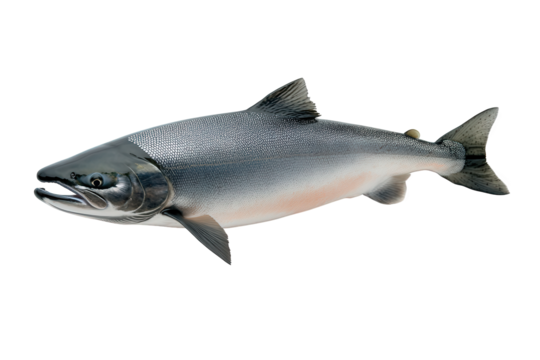 A coho salmon isolated on transparent background, showcasing its silvery scales, powerful physique, and determined expression, embodying the spirit of the wild