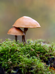 Pilze auf dem moosbewachsenen Waldboden