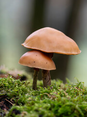 Verwechslungsgefahr beim Pilzesammeln