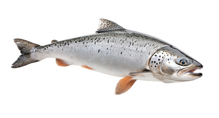 Fototapeta premium Freshwater salmon isolated on transparent background, displaying its distinctive spots, orange fins, and open mouth, highlighting its natural beauty and potential as food