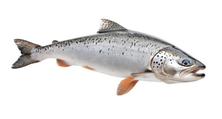 Freshwater salmon isolated on transparent background, displaying its distinctive spots, orange fins, and open mouth, highlighting its natural beauty and potential as food