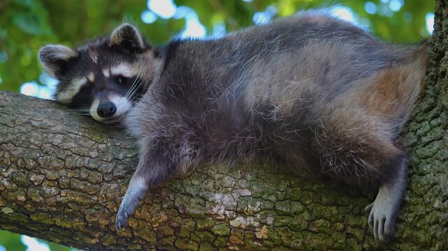 Close up of a raccoon resting on top of a tree brunch looking around ona sunny spring day