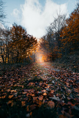 autumn in the forest