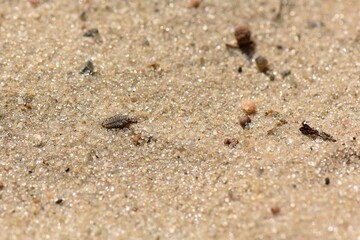 Antlion insect in sand, sand texture background. Macro shot