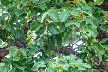 Fototapeta premium Unripe pequi fruits on a tree in the Brazilian Cerrado biome. Caryocar brasiliense