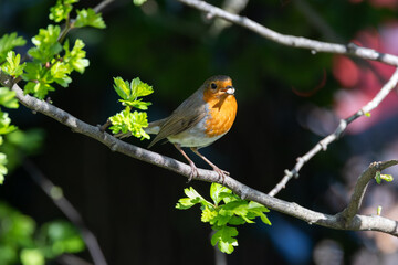 Adult European Robin (Erithacus rubecula) Garden & Woodland Dweller in Ireland