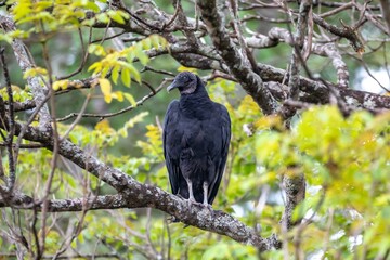 Black Vulture Perched on a Tree Branch in Lush Green Foliage