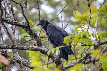Black Vulture Perched on a Tree Branch in Lush Green Foliage