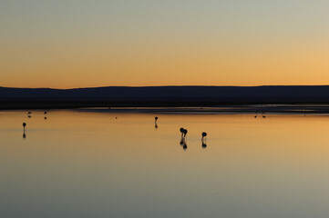 Chaxa Lagoon and its flamingos at sunset, Chile