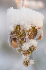Beautiful frozen raspberries in sunny winter weather