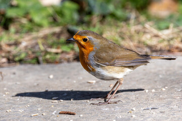 Adult European Robin (Erithacus rubecula) Garden & Woodland Dweller in Ireland