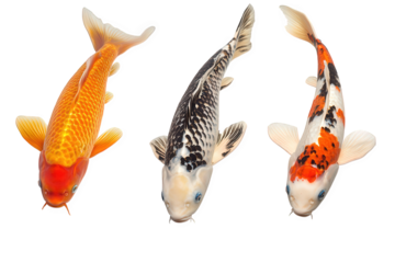 Three koi fish with orange, black and white patterns isolated on transparent background, swimming in different directions, showcasing their individual beauty and charm