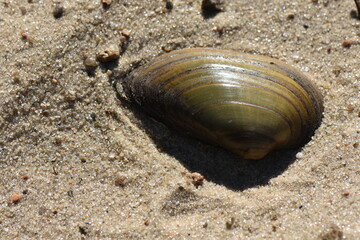 Sea shell on the sand of the beach in the summer time
