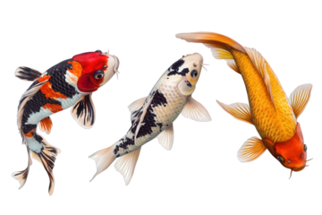 Three colorful koi fish isolated on transparent background, swimming gracefully with their vibrant patterns and elegant fins creating a captivating aquatic scene