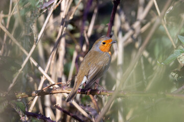 Adult European Robin (Erithacus rubecula) Garden & Woodland Dweller in Ireland