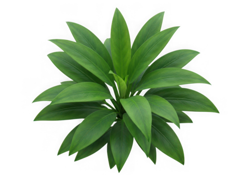 Green plant many leaves isolated on transparent background - Powered by Adobe