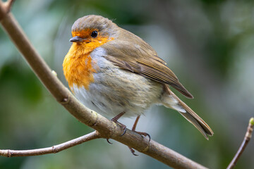 Adult European Robin (Erithacus rubecula) Garden & Woodland Dweller in Ireland