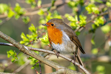 Adult European Robin (Erithacus rubecula) Garden & Woodland Dweller in Ireland