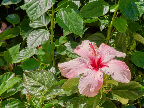 Pink Hibiscus Flower. Hibiscus is a flowering plant in the mallow family, Malvaceae. Botanical background