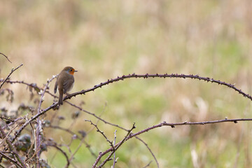 Adult European Robin (Erithacus rubecula) Garden & Woodland Dweller in Ireland