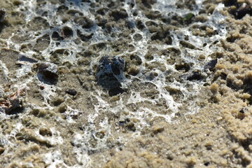 dried river foam on shells lying on the sand