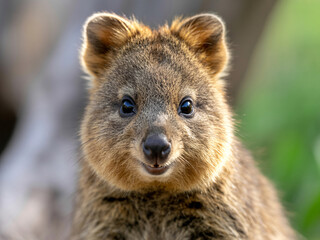 Fototapeta premium Adorable quokka smiling sweetly at the camera, radiating pure happiness and charm, a heartwarming moment perfect for animal lovers and positive vibes