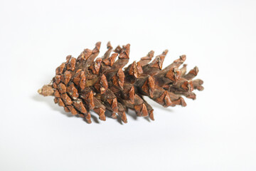Beautiful dried pine cone flowers isolated on white background. Wet tropical plants, usually in the mountains of Asia and Indonesia.