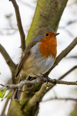 Adult European Robin (Erithacus rubecula) Garden & Woodland Dweller in Ireland