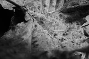 Black and white macro image of a fallen autumn leaf