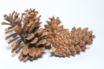 Beautiful dried pine cone flowers isolated on white background. Wet tropical plants, usually in the mountains of Asia and Indonesia.