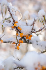 Sea buckthorn berries under the snow in winter